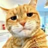 mztacat